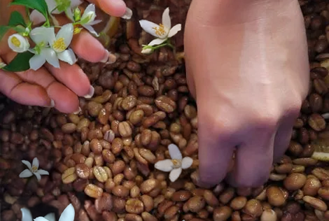 Sumatra Bener Meriah - Jasmine Co-Ferment (6oz whole bean)